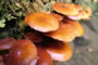 340 Mushrooms