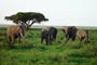 922 African Wildlife