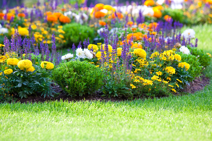 colorful flowers