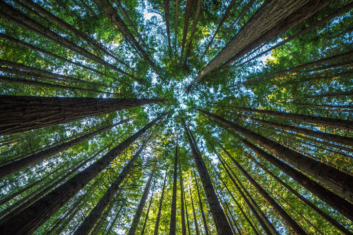 tall green trees