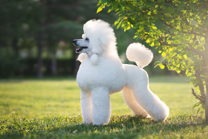 poodle 